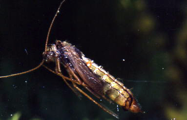 Green Caddis Pupa 