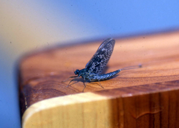 mayfly_callibaetis_dun.jpg