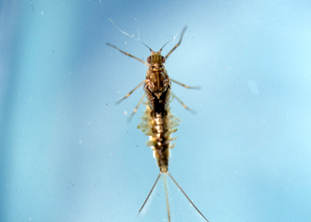 Mayfly nymph