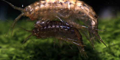 Shrimp Mating