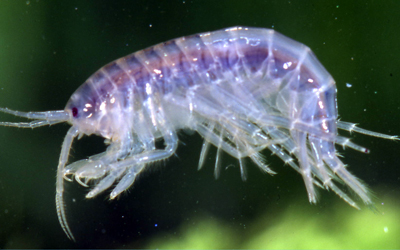 Shrimp Moulted