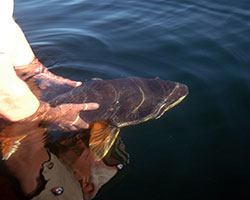 Releasing - Brian Chan hosted trip at Wellesley Lake Releasing - Wellesley Lake