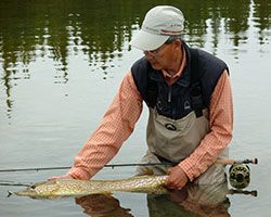 Wade Fish Pike - Brian Chan hosted trip at Wellesley Lake Wade Fish Pike - Wellesley Lake
