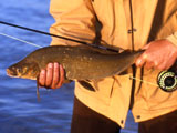Lake Whitefish Wellesley Lake Brian Chan Hosted Trips