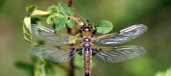 Dragonfly Adult Libellulidaey